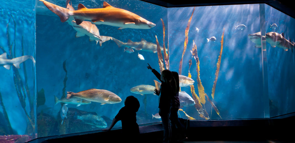 MaritimeAquariumNorwalk_4